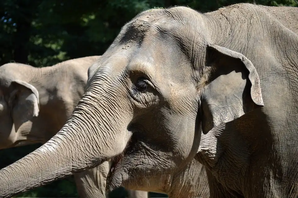 Close view of an Asian elephant's head showing the small ear and domed forehead