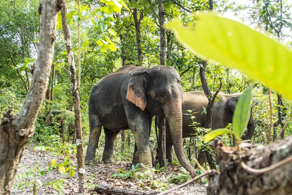 Asian elephants standing among trees in dry forest, seen from a distance