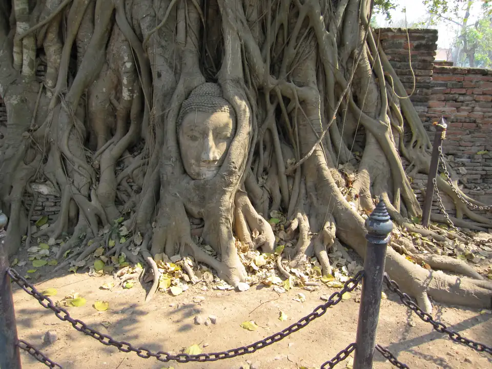 A sandstone Buddha head held in the roots of a fig tree at Wat Mahathat, with a low chain barrier in front