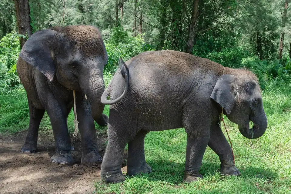 Two Asian elephants standing on grass at the edge of forest, each wearing a rope around the neck