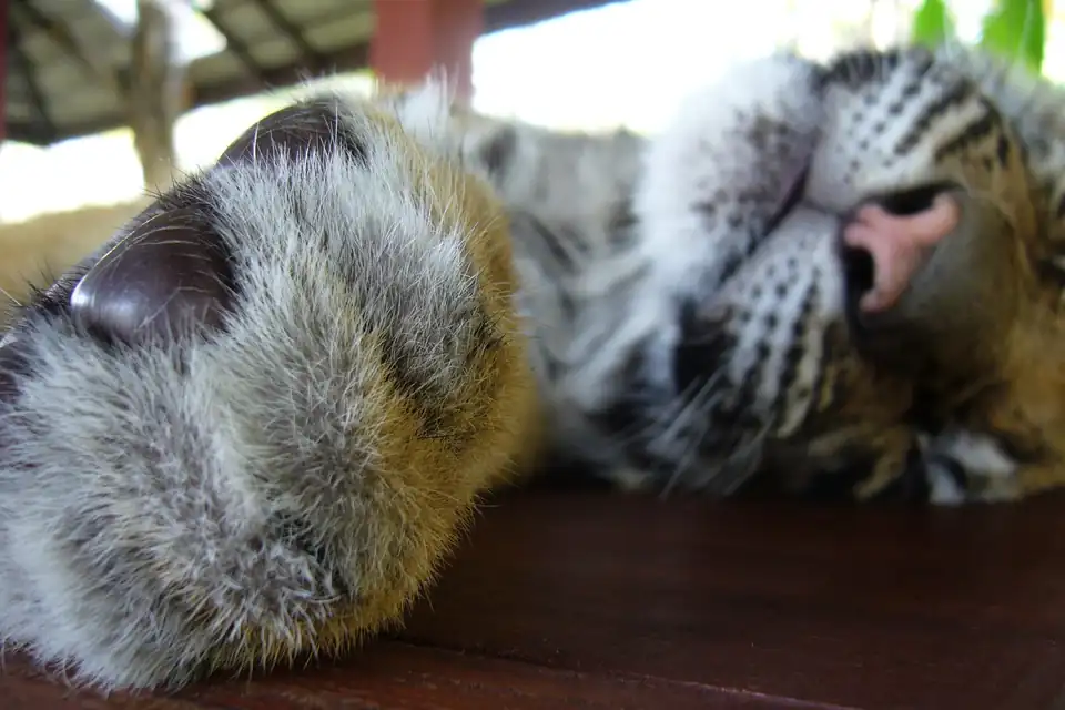 A tiger cub asleep on a wooden bench, Tiger Kingdom Chiang Mai, 2009
