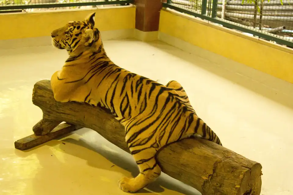 A tiger on a log in a concrete pen, Tiger Kingdom Chiang Mai, 2015