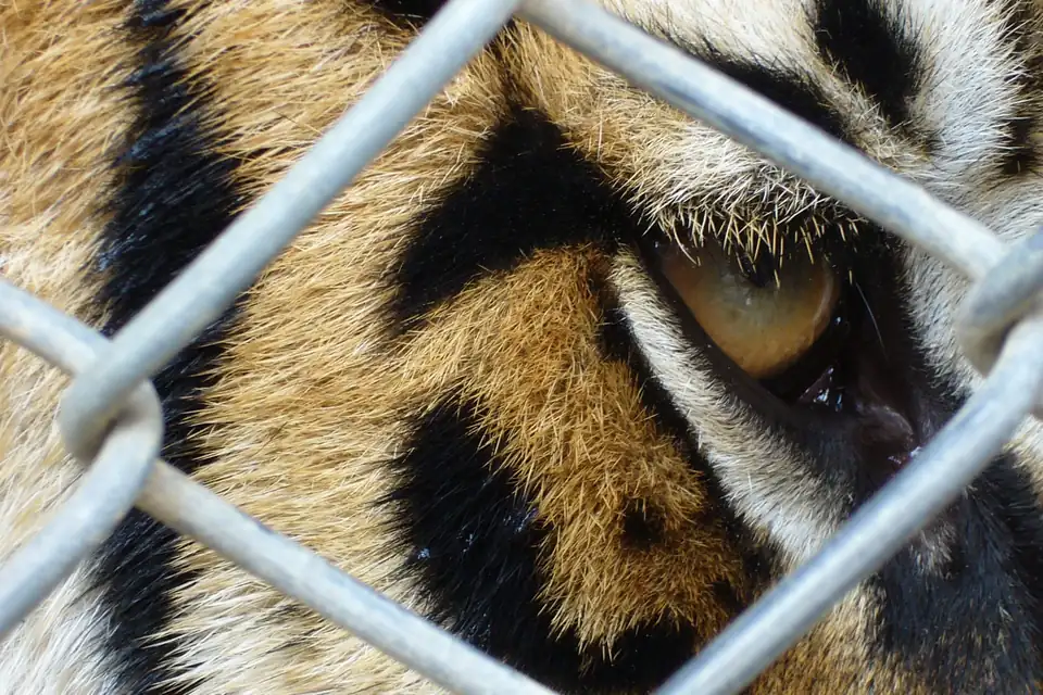 A tiger behind chain-link fencing, Tiger Kingdom Chiang Mai, 2009