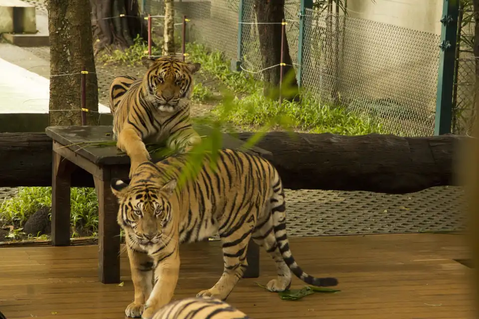 Two young tigers on a wooden deck, Tiger Kingdom Chiang Mai, 2015