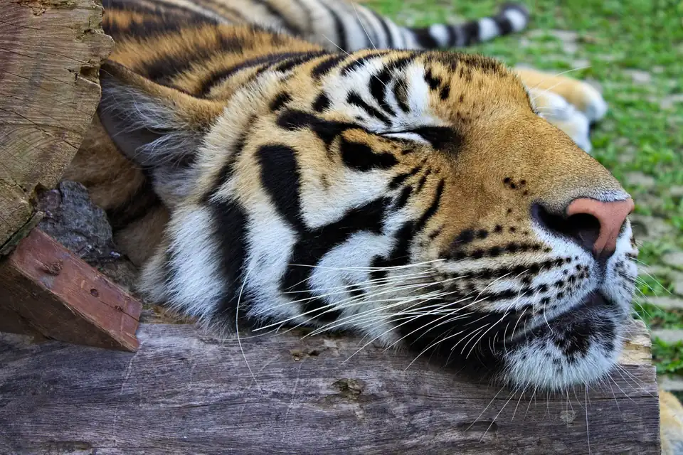 Tiger Kingdom Phuket, Thailand