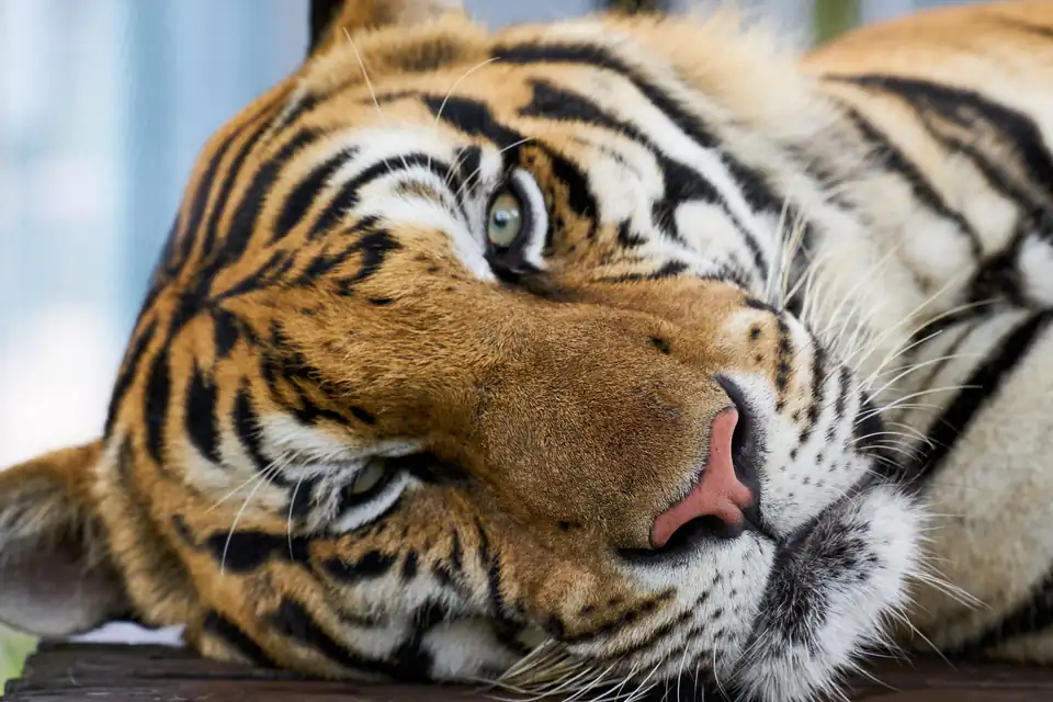 A tiger lying on a wooden platform at Tiger Park Phuket, 2023