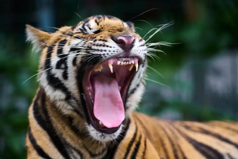 A tiger yawning at Tiger Park Phuket, 2023